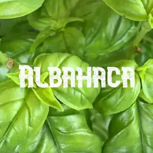 Conservar Albahaca