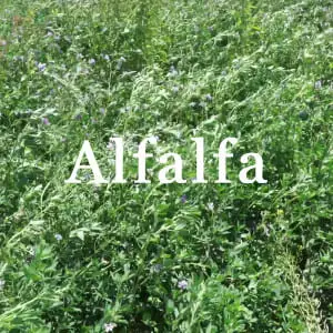 Conservar Alfalfa
