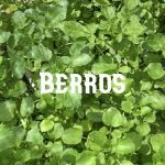 Conservar Berros