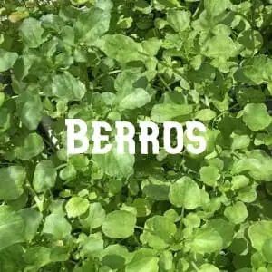 Preservar Berros