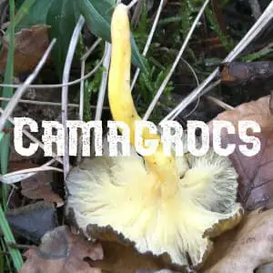 Preservar Camagrocs