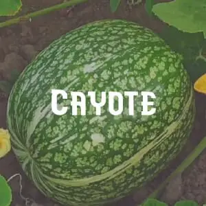 Preservar Cayote