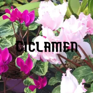 Conservar Ciclamen