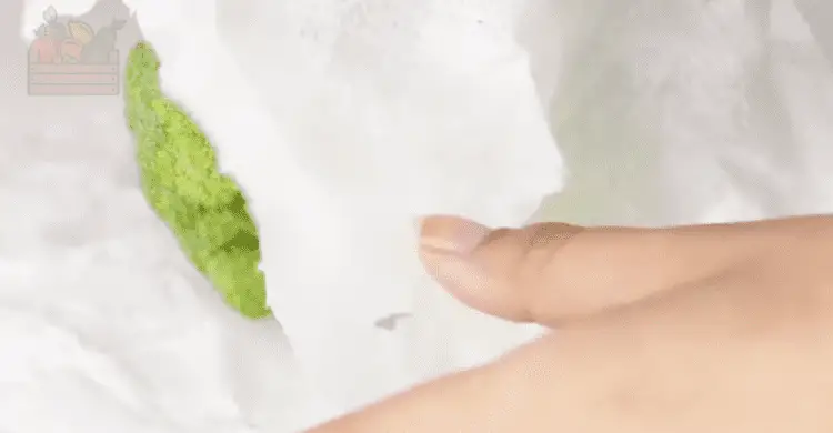 Conservar brócoli envuelto en papel absobente