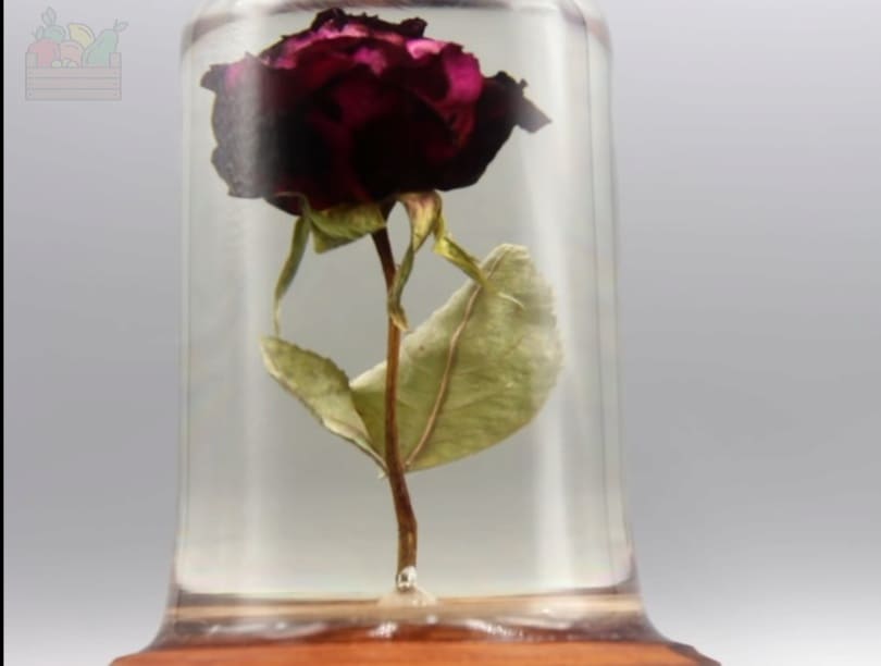 Conservar rosas con resina epoxi
