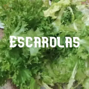 Conservar Escarolas