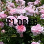 Conservar Flores