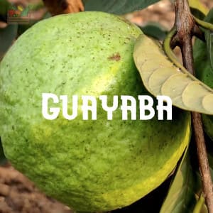 Conservar Guayabas