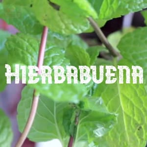 Preservar Hierbabuena