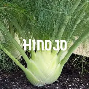 Conservar el Hinojo