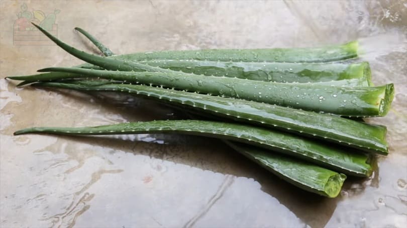 Hojas de Aloe vera lavadas