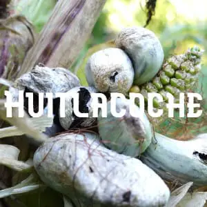 Almacenar Huitlacoche