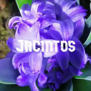 Conservar Jacintos