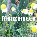 Conservar la Manzanilla
