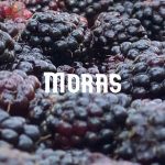Conservar Moras