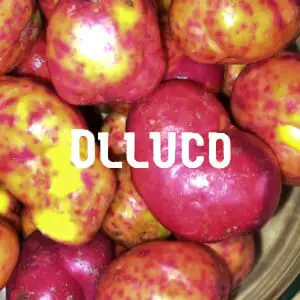 Conservar Olluco