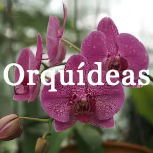 Conservar Orquídeas