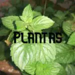 Conservar Plantas