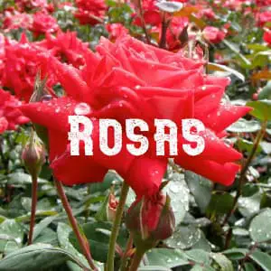 Conservar Rosas