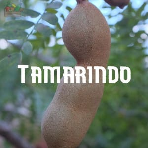 Conservar Tamarindo