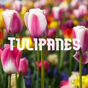 Almacenar Tulipanes